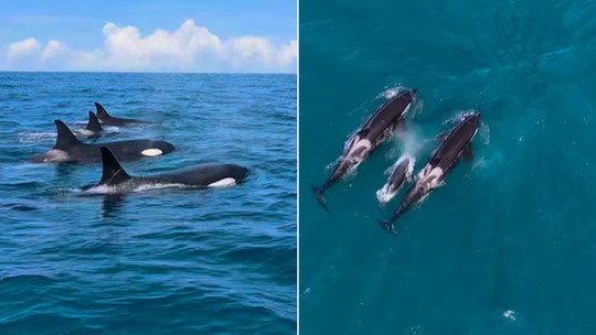 Grupo de orcas é avistado no litoral norte de Ilhabela; veja fotos
