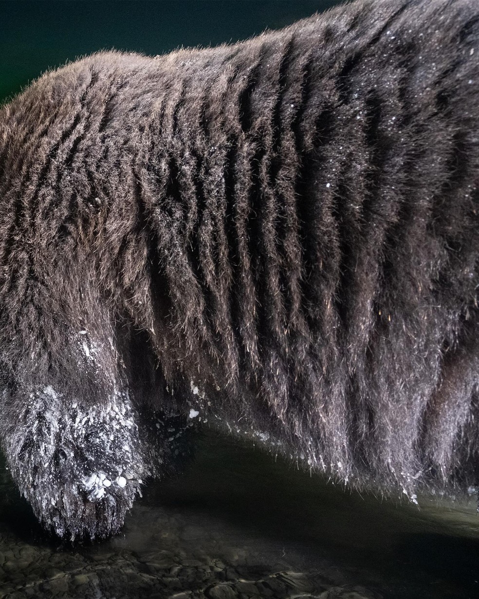Fotógrafo passa mais de 3 anos em busca do clique perfeito: urso coberto de gelo sob a aurora boreal — Foto: Instagram @peter.mather.photography