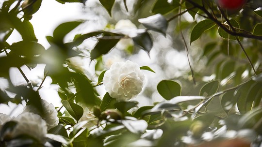 Beleza e sustentabilidade: por dentro do cultivo da emblemática camélia da Chanel