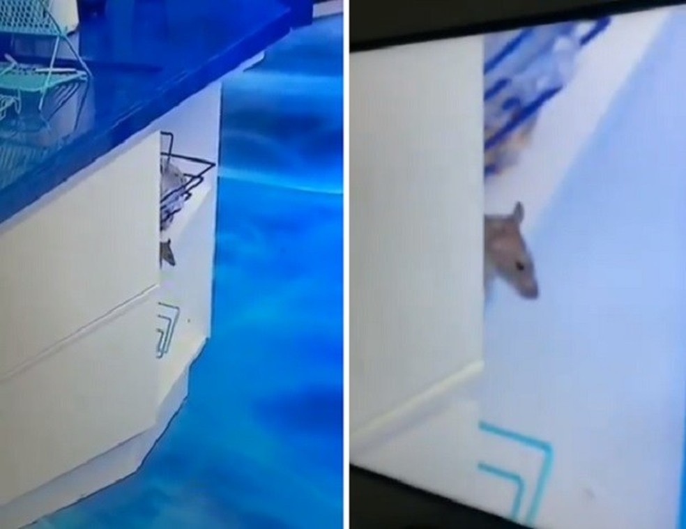 Rato na cozinha do BBB 20 vira assunto no Twitter