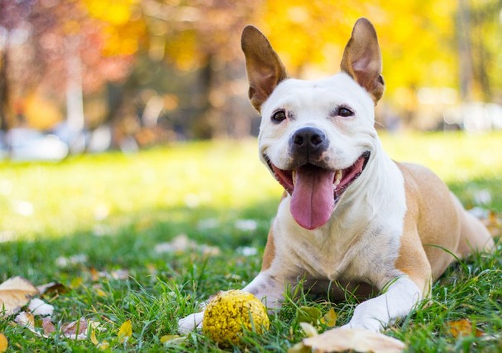 6 cachorródromos em São Paulo para você soltar seu pet