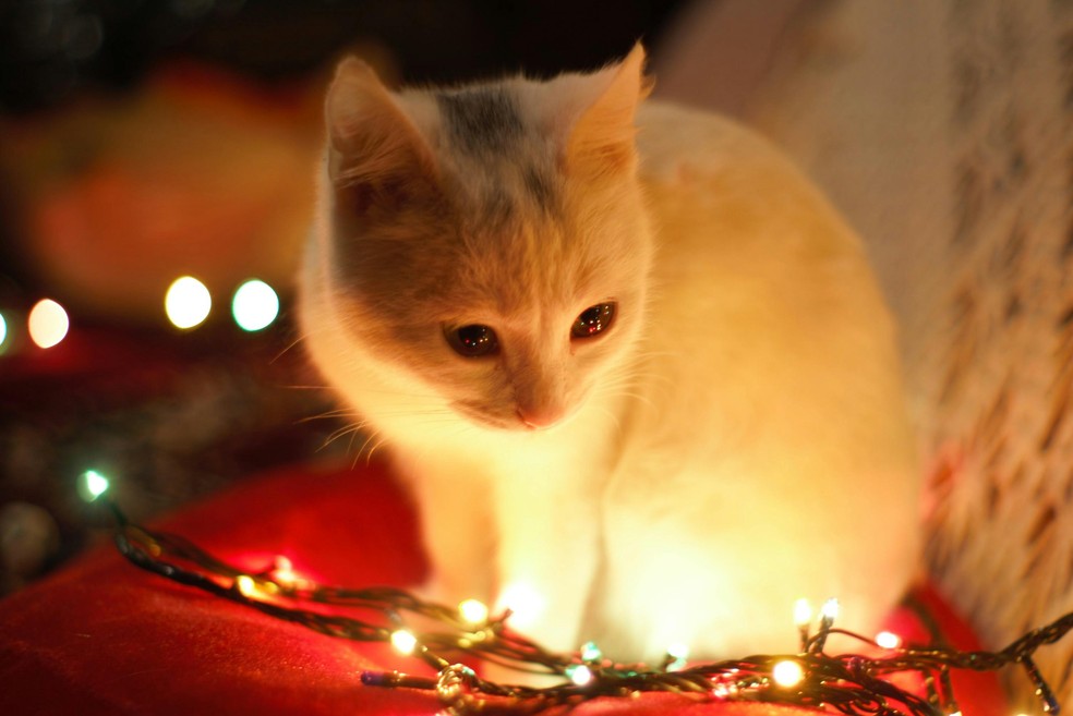 Como acalmar os pets nas festas de fim de ano? — Foto: Pexels