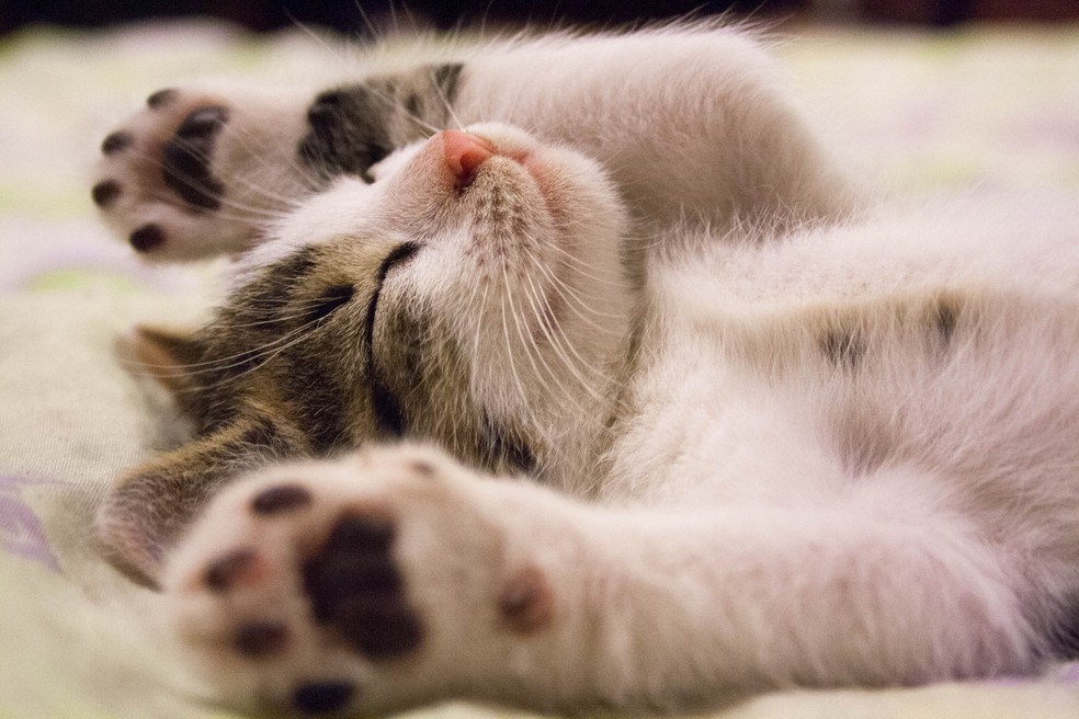 7 curiosidades sobre gatos que você talvez não saiba — Foto: Pexels
