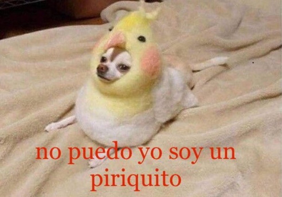 Gordito y cansadito: destrinchamos a criação do melhor meme de 2019 ...