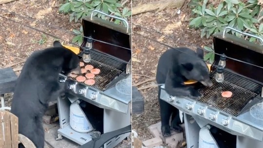 Turista flagra urso abrindo sua churrasqueira e comendo hambúrgueres; vídeo viraliza