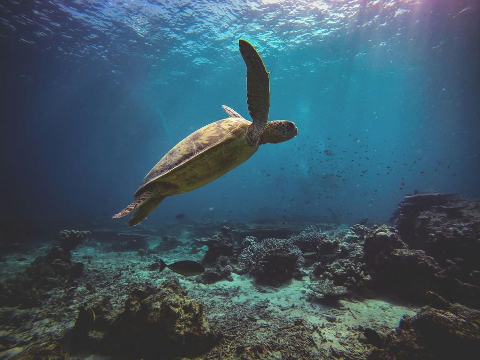 Tartaruga-verde — Foto: Unsplash