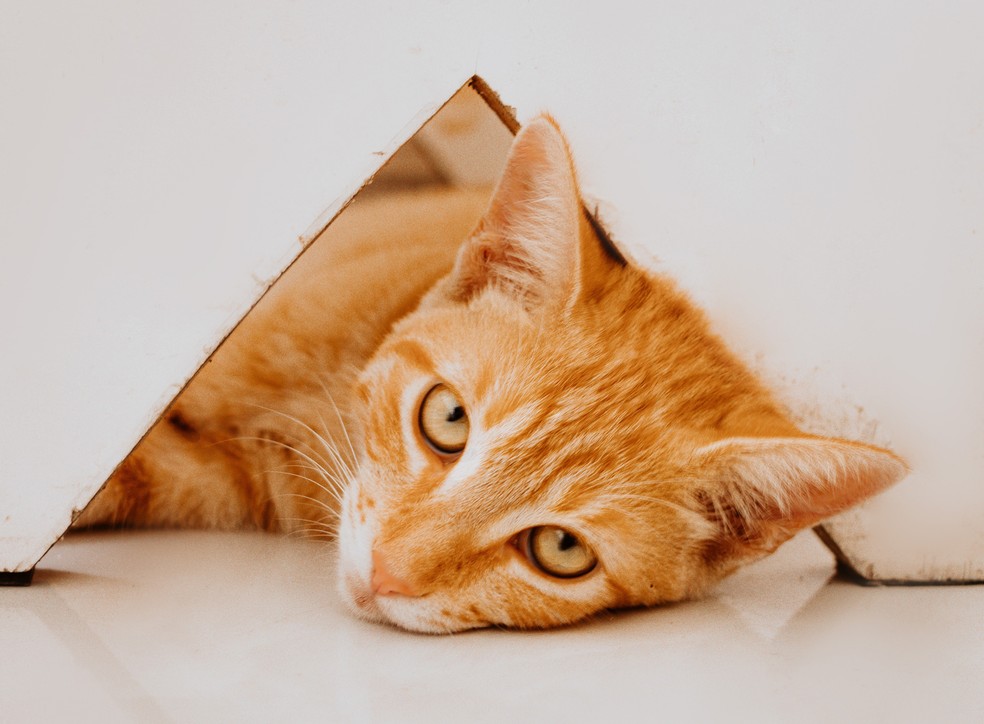 O significado de gatos dourados — Foto: Pexels