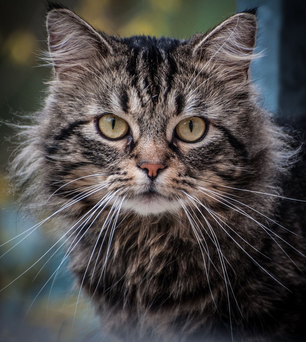 Qual é o significado de gato cinza — Foto: Pexels