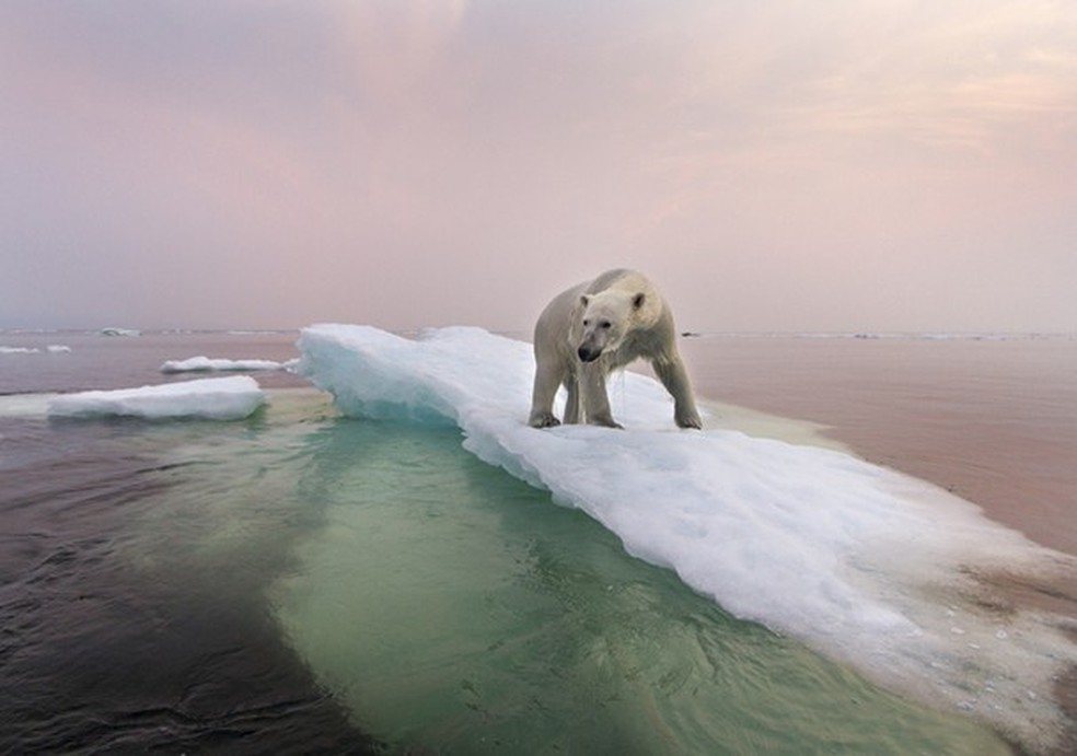 Urso polar em Hudson Bay, no Canadá, em pleno verão (Foto: Getty Images) — Foto: Glamour