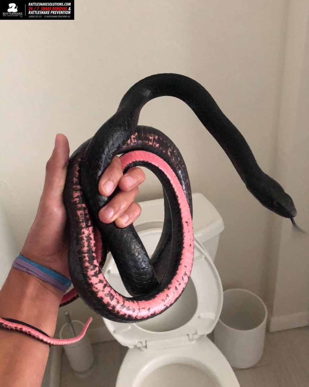 Mulher encontra cobra enorme em vaso sanitário de sua casa; Vídeo impressiona! — Foto: Reprodução/Instagram @rattlesnakesolutions