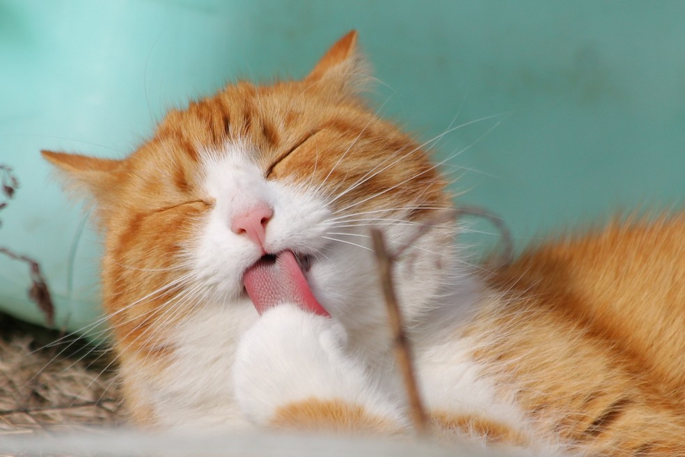 7 curiosidades sobre gatos que você talvez não saiba — Foto: Pexels