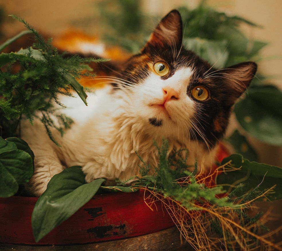 Gato de três cores, qual é o significado — Foto: Pexels
