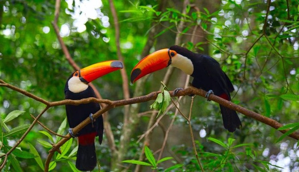 Tucano, ave da fauna Amazonense (Foto: Reprodução/Gettyimages) — Foto: Glamour
