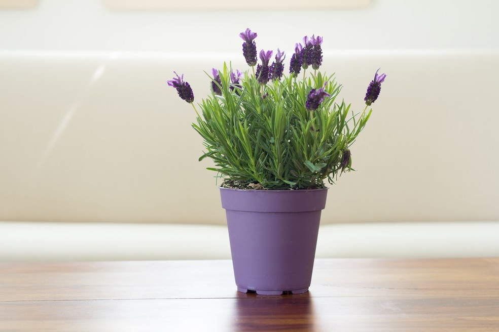Lavanda — Foto: Getty Images