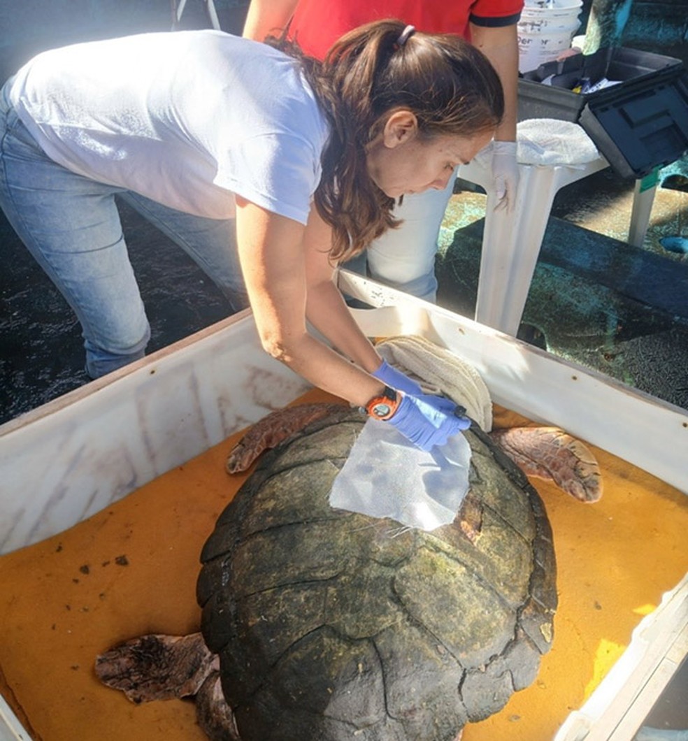 A tartaruga foi solta em abril — Foto: Reprodução