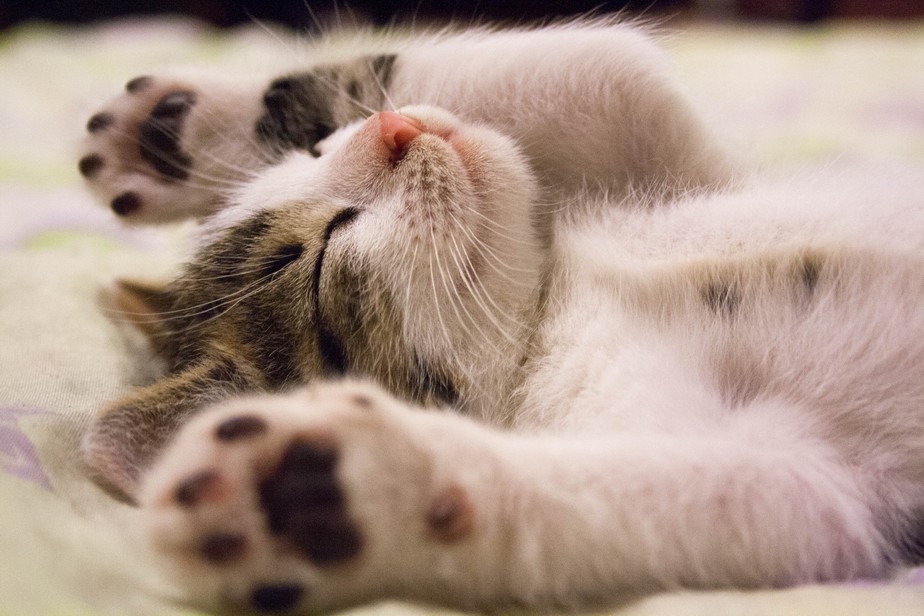 No Dia Mundial do Gato, assista aos vídeos mais populares do  -  Trends