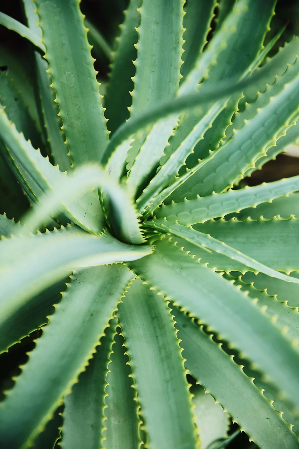 Aloe vera: o que é e por que você deveria usá-lo o ano todo (e não apenas no verão) — Foto: Getty
