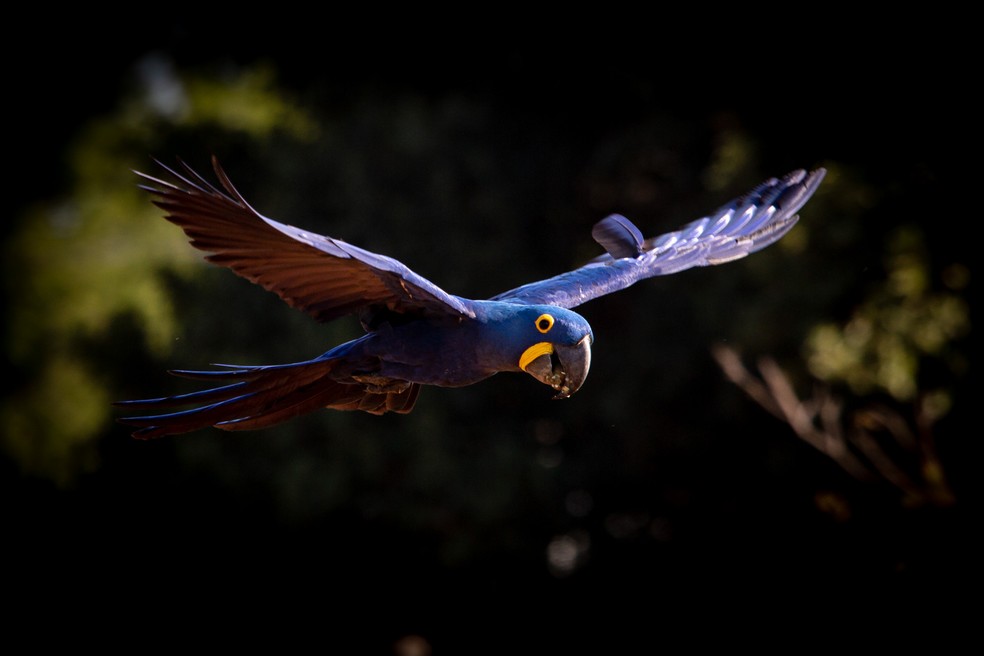 Arara-azul: visitamos ninhos monitorados e entendemos como o Projeto Arara Azul ajuda na conservação da espécie — Foto: Thiago Bernardes (@maremfoto)