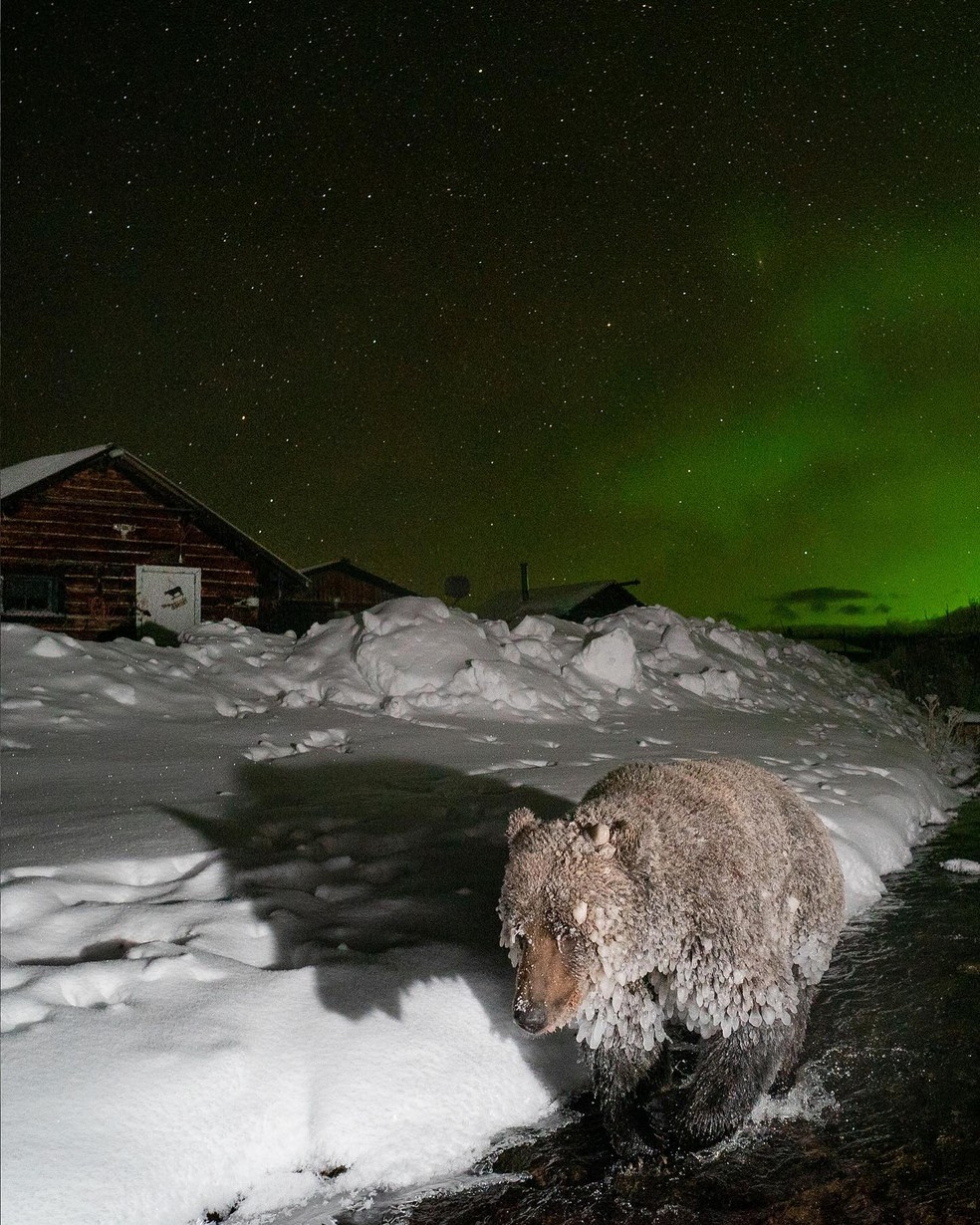 Fotógrafo passa mais de 3 anos em busca do clique perfeito: urso coberto de gelo sob a aurora boreal — Foto: Instagram @peter.mather.photography