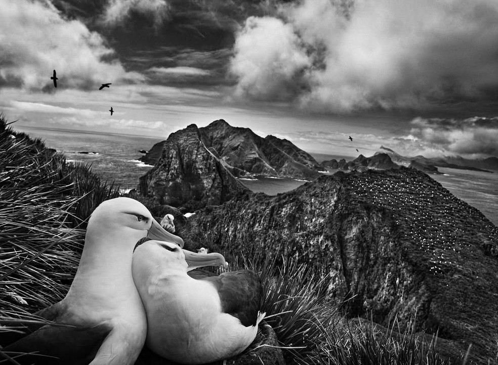 Willis Islands archipelago, South Georgia, 2009 — Foto: Sebastião Salgado