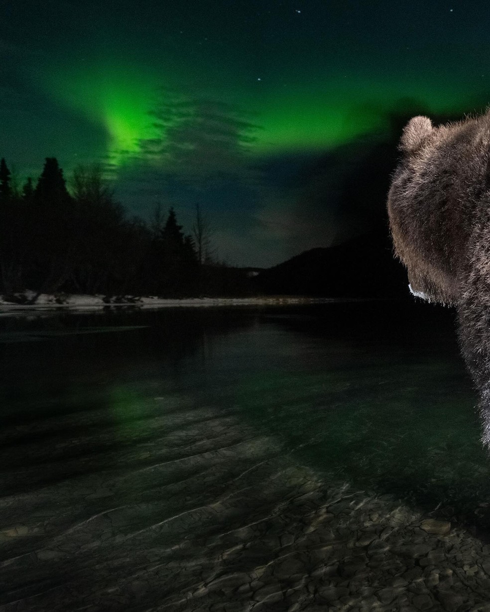 Fotógrafo passa mais de 3 anos em busca do clique perfeito: urso coberto de gelo sob a aurora boreal — Foto: Instagram @peter.mather.photography