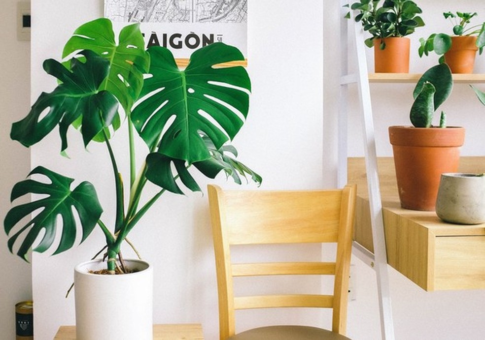 5 plantas fáceis de cuidar para quem vai morar sozinha (Foto: Pexels) — Foto: Glamour