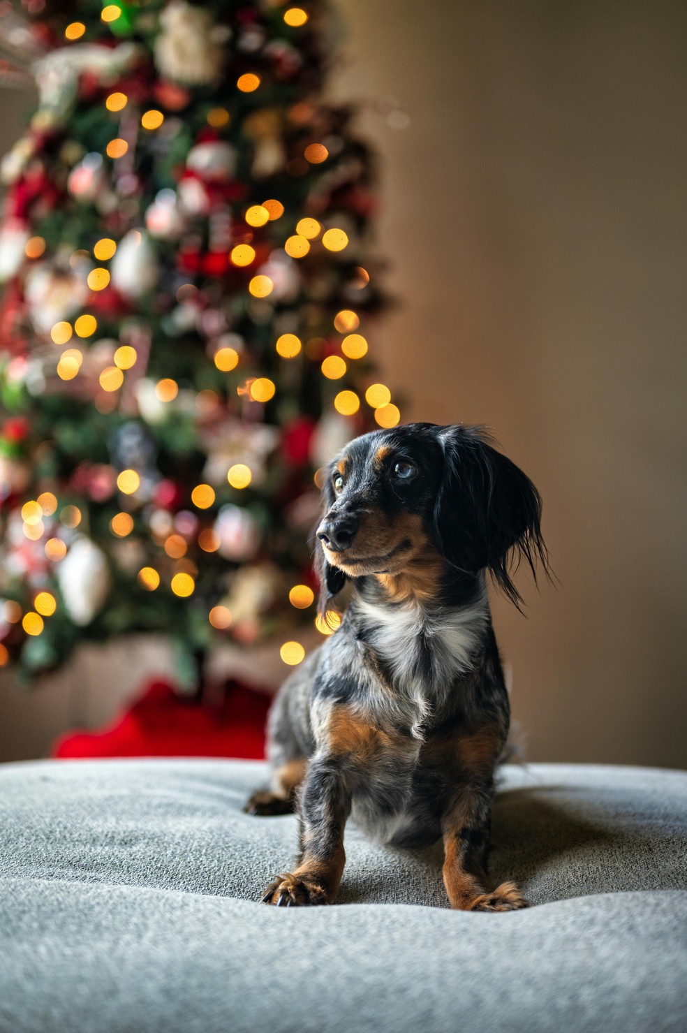 Como acalmar os pets nas festas de fim de ano? — Foto: Pexels