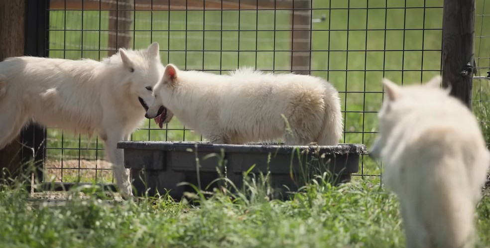 Lembra do lobo-terrível? Vídeo mostra primeira interação entre Khaleesi e irmãos; Assista — Foto: Reprodução/Youtube