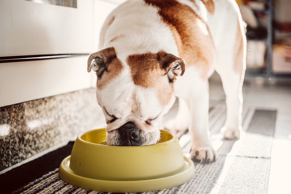 Cuidados com o pet no verão — Foto: Getty Images