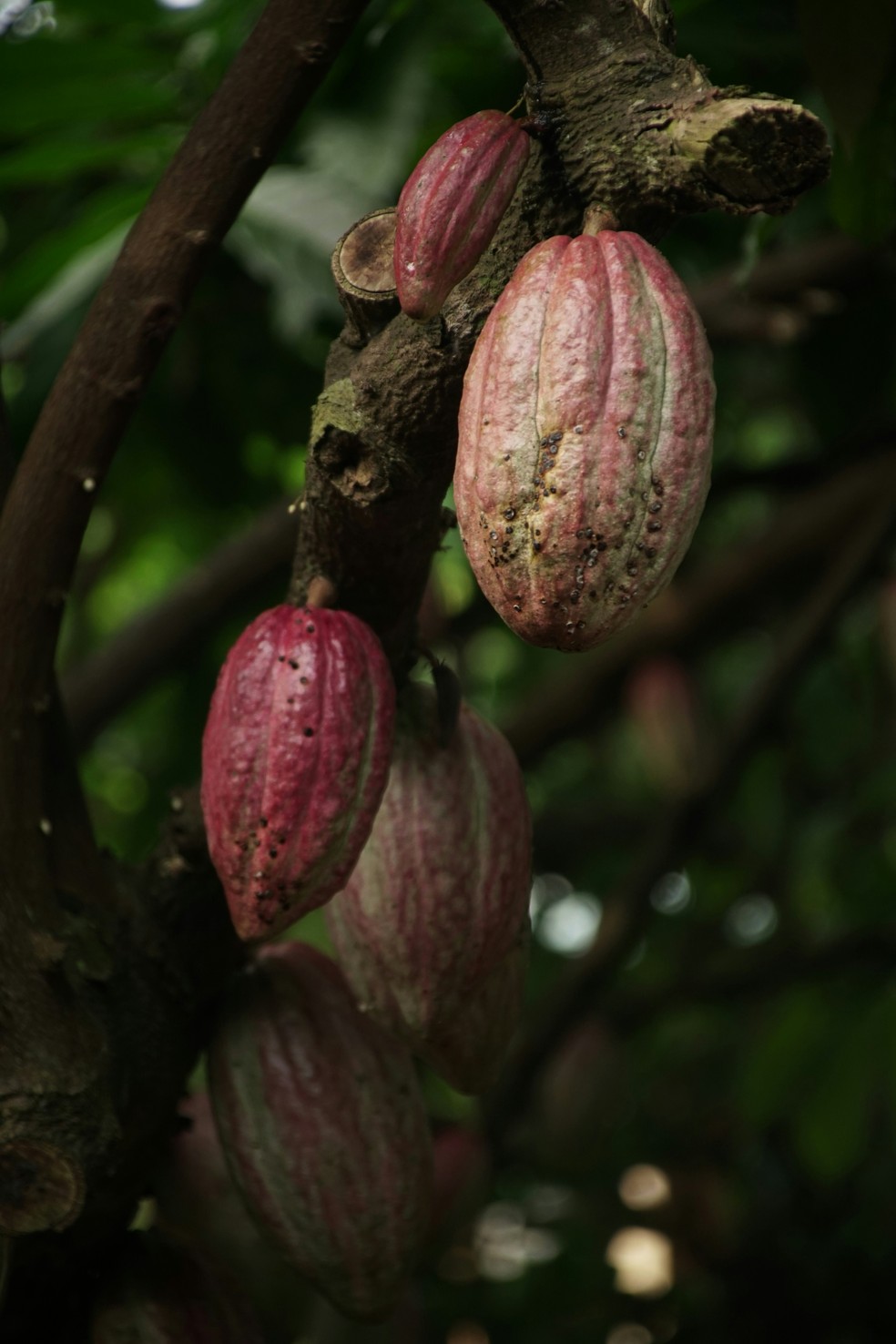 Além do chocolate: saiba os benefícios do cacau nos cosméticos — Foto: Unsplash