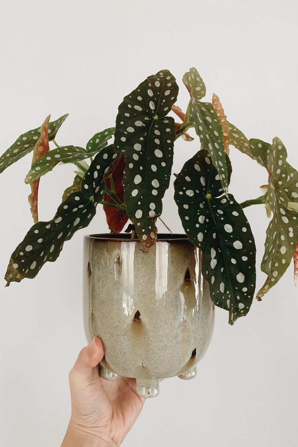 5 plantas fáceis de cuidar para quem vai morar sozinha (Foto: Pexels) — Foto: Glamour