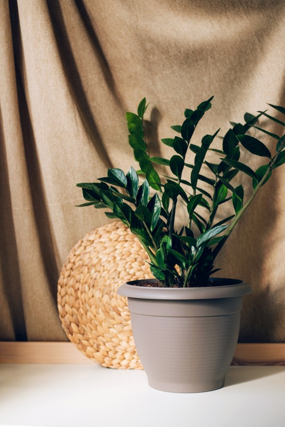5 plantas fáceis de cuidar para quem vai morar sozinha (Foto: Getty Images) — Foto: Glamour