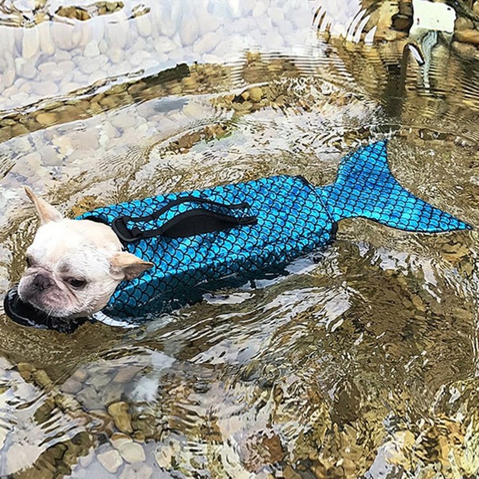 Colete salva-vidas para cachorros tem formato de sereia (Foto: Reprodução/Amazon) — Foto: Glamour