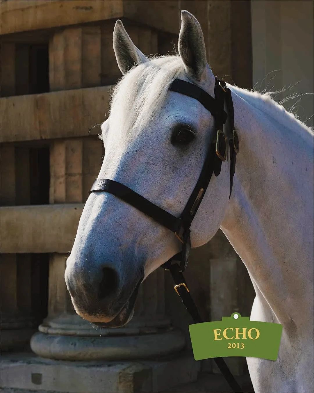 Conheça os oito cavalos que levarão as carruagens na coroação do Rei Charles III — Foto: Reprodução