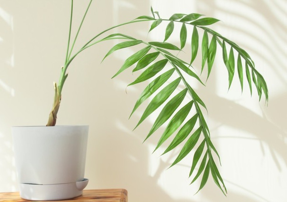 5 plantas fáceis de cuidar para quem vai morar sozinha (Foto: Getty Images) — Foto: Glamour