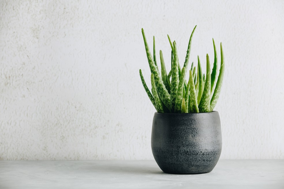 Aloe vera — Foto: Getty Images
