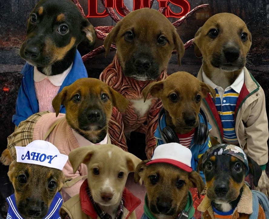 Abrigo transforma cães em personagens de 'Stranger Things'