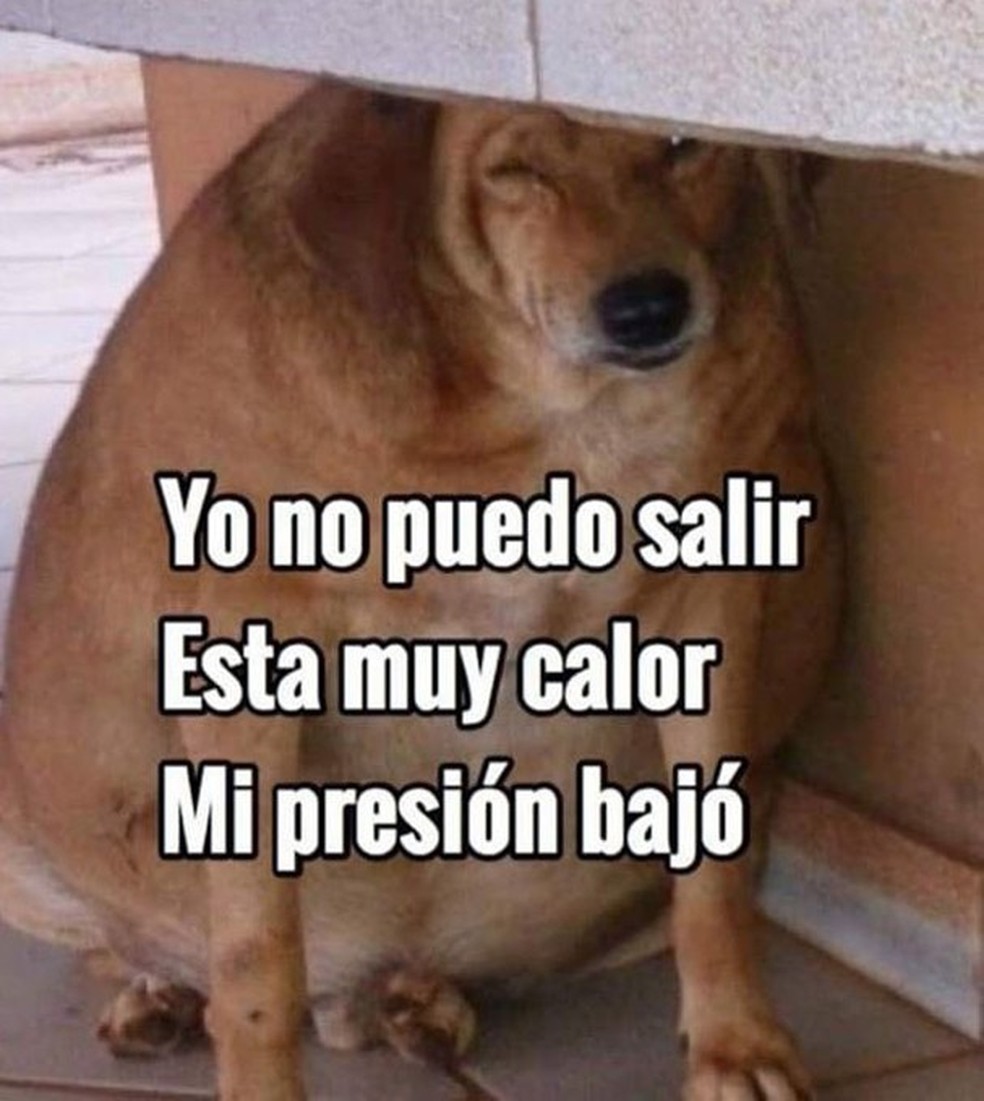 Gordito y cansadito: destrinchamos a criação do melhor meme de 2019 ...