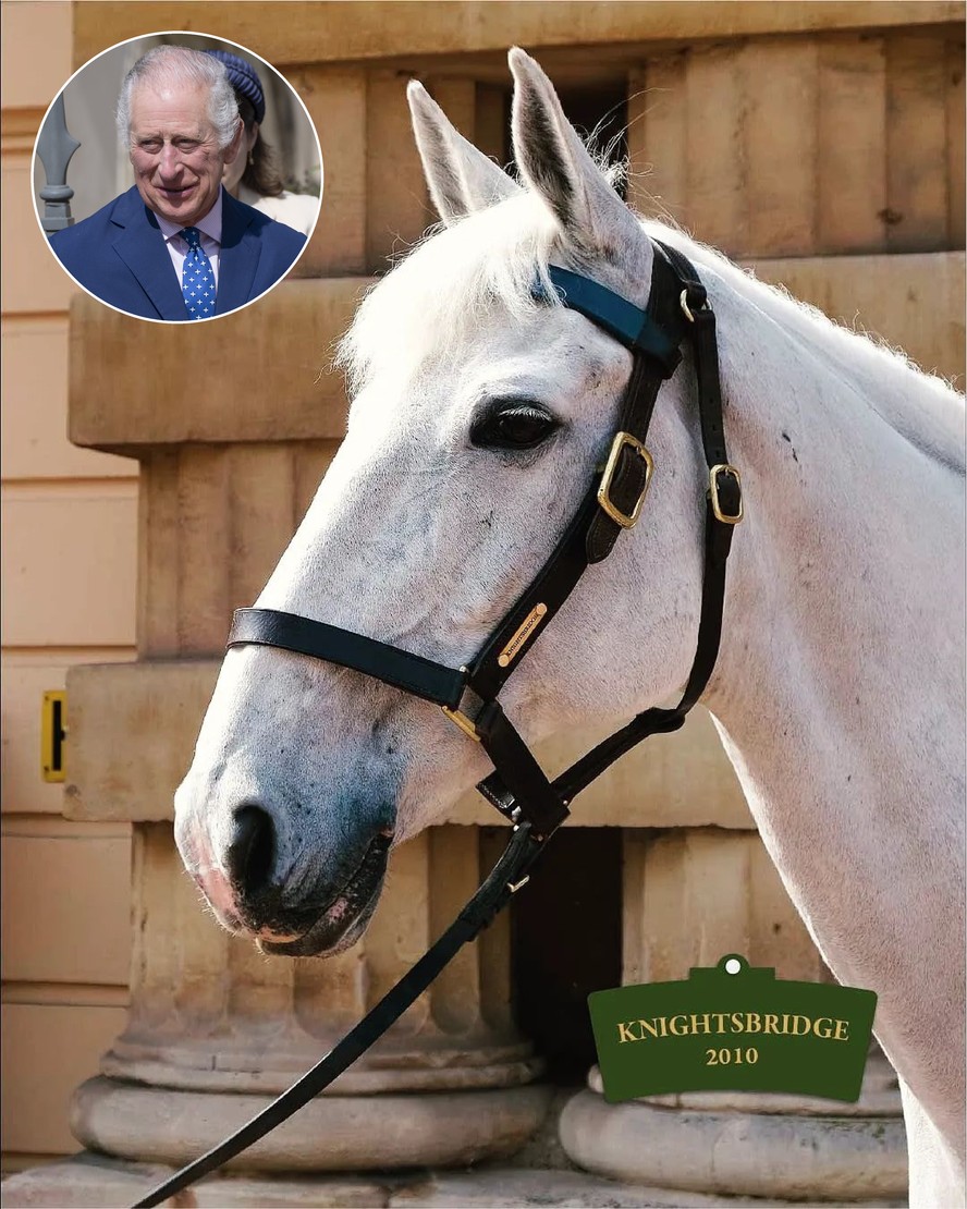 Conheça os oito cavalos que puxarão a carruagem na coroação do Rei Charles III
