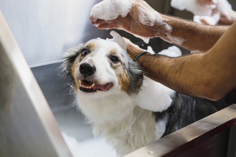 Cuidados com o pet no verão — Foto: Getty Images