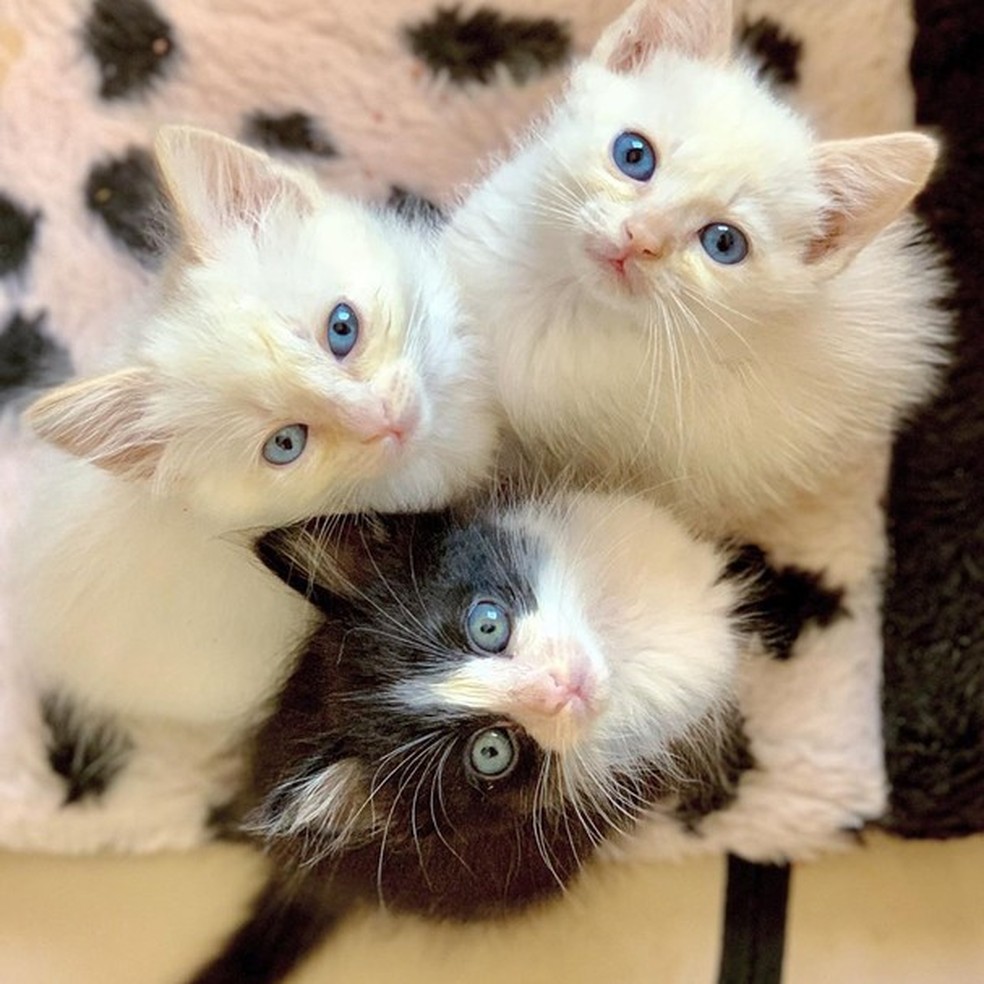 House of Cats (Foto: Reprodução Instagram ) — Foto: Glamour