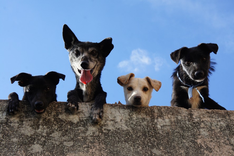 7 curiosidades sobre cachorros que você talvez não saiba