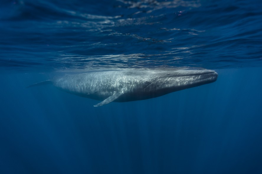 Baleias-azuis estão cantando menos e, segundo estudo, isso revela uma crise no oceano