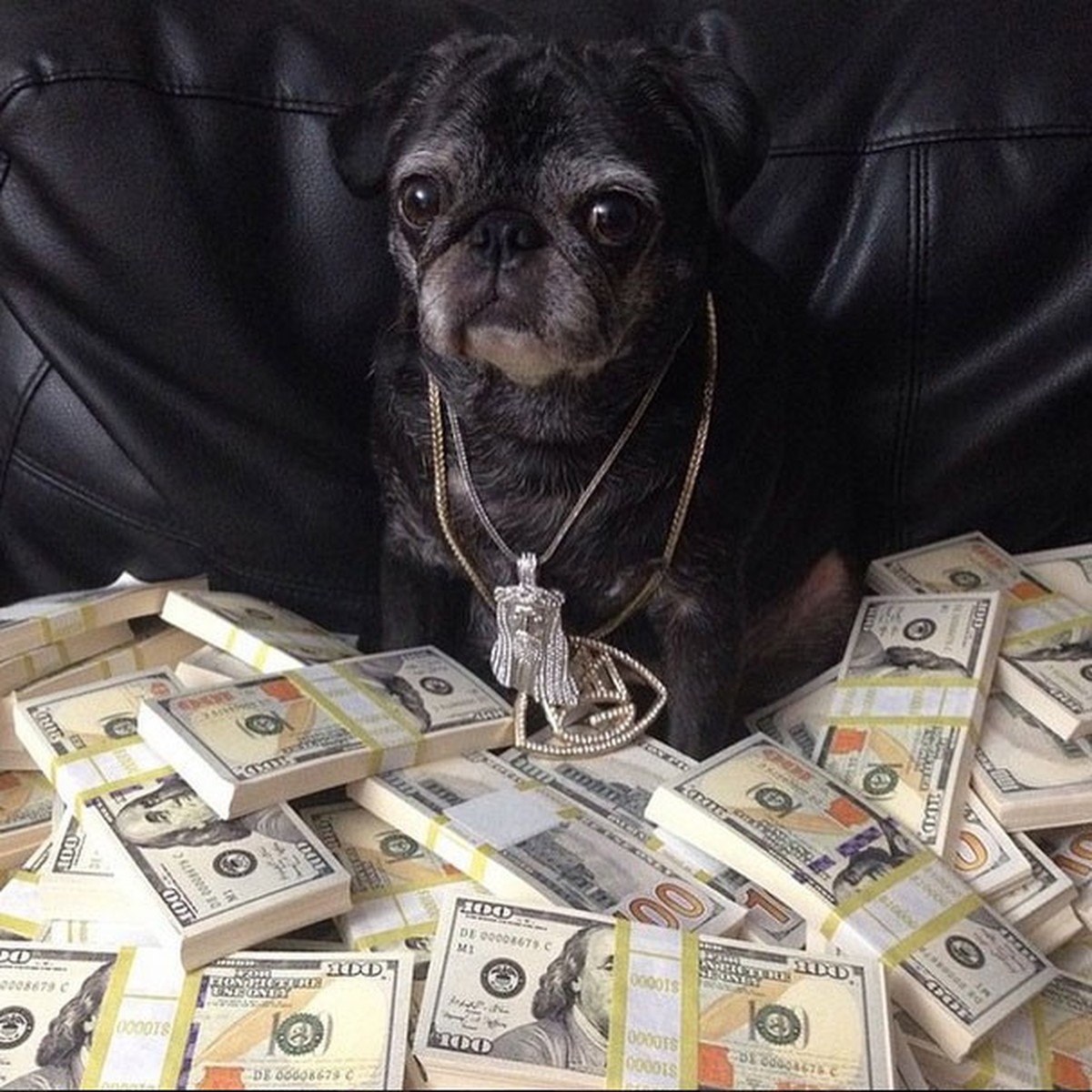 Perfil 'Rich Dogs of Instagram' mostra a vida dos bichos de estimação ...