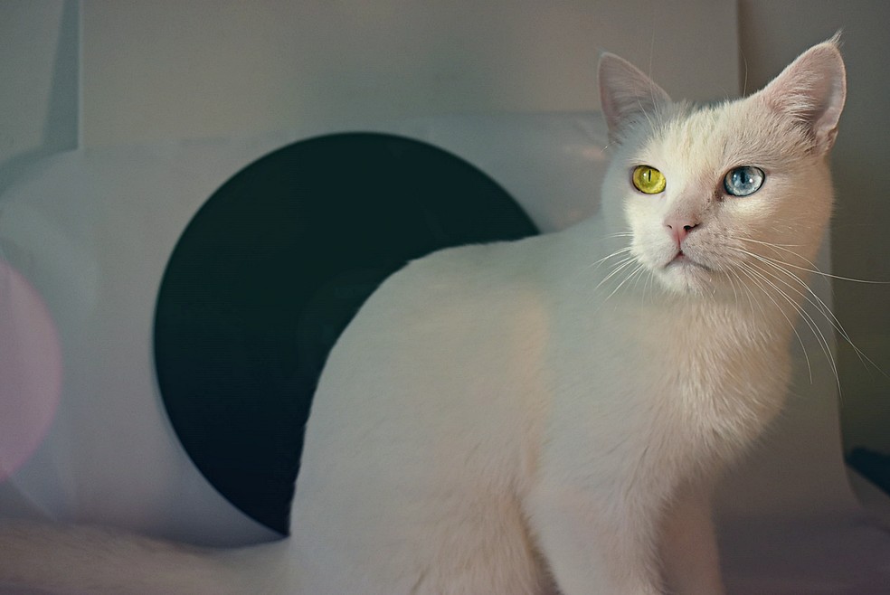 Qual é o significado do gato branco — Foto: Pexels