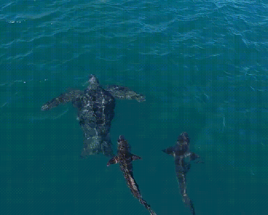 Drone registra a maior espécie de tartaruga do mundo nadando em Arraial do Cabo