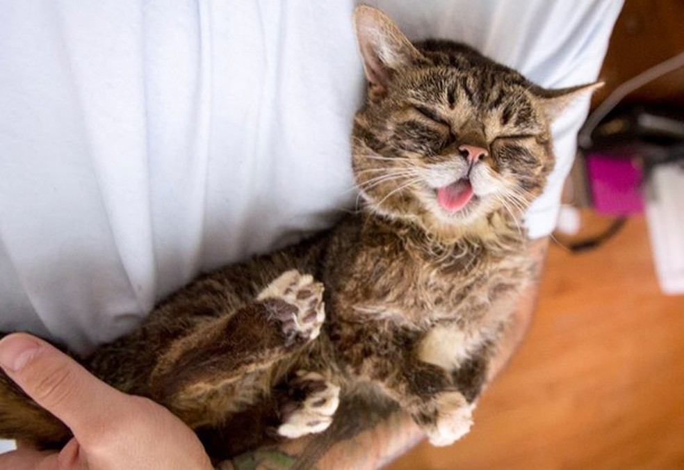 A Lil Bub curtindo um momento de puro nada (Foto: Reprodução blog lilbub.com) — Foto: Glamour