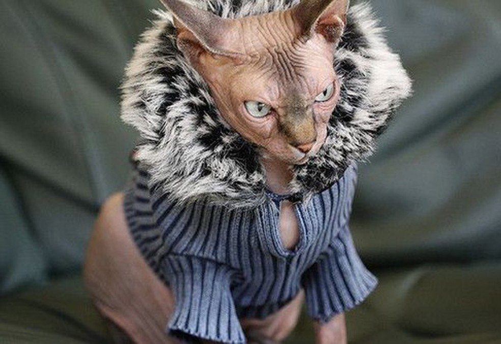 Esse sphynx definitivamente não curtiu esse look. (Foto: Reprodução Tumblr) — Foto: Glamour